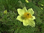 16 Pulsatilla alpina sulphurea (Anemone sulfureo) sul sent. 109 